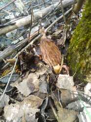 IMG-20230504-WA0066.thumb.jpg.2e1ca1dce03f1b671d139dec2aa13e67.jpg