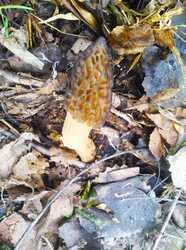 IMG-20230504-WA0068.thumb.jpg.43a1402003eddd16459eb4a28c19d9d9.jpg
