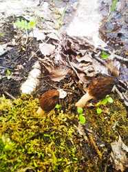 IMG-20230504-WA0070.thumb.jpg.301e4ba92284329824b1323008633207.jpg