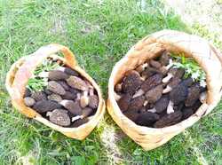 IMG-20230504-WA0072.thumb.jpg.ea078a7be9c94c716c05610d69fa9187.jpg