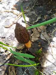 IMG-20230504-WA0073.thumb.jpg.c523a6ff4d2690e4e516e787085e12df.jpg