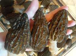 IMG-20230504-WA0079.thumb.jpg.93716d4e96957544be9b10aae46ab6b9.jpg