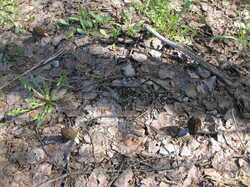 IMG_4844.thumb.JPG.911f38a36ae2e4b740681191116b1853.JPG