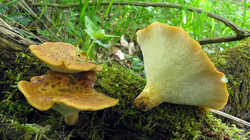 Polyporus_tuberaster_AWP_20230506.thumb.JPG.e73e423647871659586e8f2db1ae5f3f.JPG