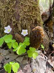 cda8ad39-6654-4bee-9b5f-ecb196e17411.thumb.jpg.2a859a6d7e55b7d3113fd19e02616cfb.jpg