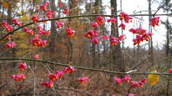 Euonymus_sp_2_AWP_20181125.thumb.JPG.03a0cbf2993abcaf90fad2fe0ba43848.JPG