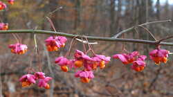 Euonymus_sp_AWP_20181125.thumb.JPG.15d1d6c07a033bfeafdf3adf372048a8.JPG