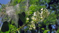 Ligustrum_vulgare_AWP_20230602.thumb.JPG.31ad3b7e5c59722fa7af2d25ca335738.JPG