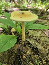 20230722_140640.thumb.jpg.90534f71bd9701b83697f9e1d1461779.jpg