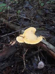 20230730_062227.thumb.jpg.26c5d21a191c70a349b573d3f2cc1b9a.jpg