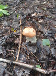 20230730_063135.thumb.jpg.426c5655f5987bcdcc8967d9ffcd070a.jpg