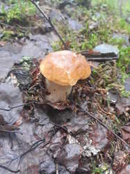 20230730_064125.thumb.jpg.cdbf98977a4765b495a6815205d37cc5.jpg
