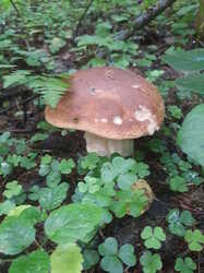20230730_072510.thumb.jpg.e9ae3e201fedf3591e13416f427e62ca.jpg
