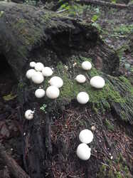 20230730_073147.thumb.jpg.aacc43921beff2f375ca47cc83e9226b.jpg