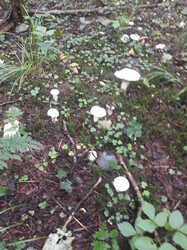 20230730_073830.thumb.jpg.346e94616a1e4445dea4b98f78d5f7c1.jpg