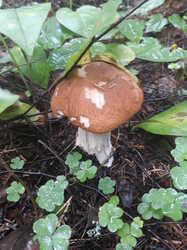 20230730_074048.thumb.jpg.a349ed2e471ad7297fdc161bf7766732.jpg