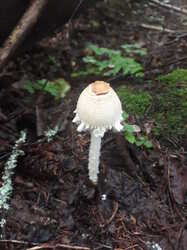 20230730_080058.thumb.jpg.dee78f1c12592ca46a15c45a9c985e2a.jpg