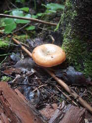20230730_082336.thumb.jpg.1678e2e552e0999dbfa46ceb73befe39.jpg