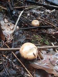 20230730_082345.thumb.jpg.ed2a64ae94e92818374986e2179a591b.jpg