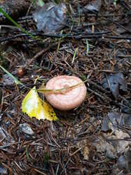 20230730_090441.thumb.jpg.05f98b58ea9a2381630e9dae677e0c50.jpg