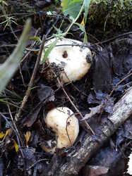 20230730_095539.thumb.jpg.d49bae58b1282a58e4d258f73ddec236.jpg