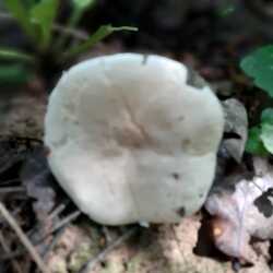 20230730_110021.thumb.jpg.6fe2ffa036665e794f597b51a60bcb06.jpg