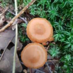 20230730_122044.thumb.jpg.aecd718543f2b4f10092285003061078.jpg