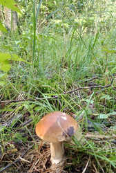 30-07-2023-11.thumb.jpg.2ca33119b9cb826ec684ca872fc1ccff.jpg