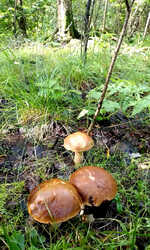 30-07-2023-12.thumb.jpg.9e646ac3d3cf73adc426a36b04a272d3.jpg