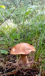 30-07-2023-4.thumb.jpg.c411eb01a2eac9bedf088ed48e9b2c98.jpg