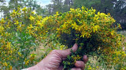 Hypericum_perforatum_AWP_20230630.thumb.JPG.6dc2808ca5c2625e8b653fa39cabf45b.JPG