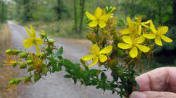 Hypericum_perforatum_AWP_20230702.thumb.jpg.0ebcd158335e35aaac2b861500b42758.jpg