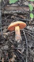 IMG-20230709-WA0014.thumb.jpg.6653171cd9ea1bddb67960e6852163b7.jpg