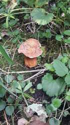 IMG-20230709-WA0017.thumb.jpg.095c2f7192e07e1a40c21d46964986bf.jpg