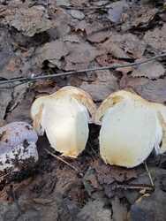 IMG-20230723-WA0000.thumb.jpg.de07780b950963f32c63c58e23af8fee.jpg