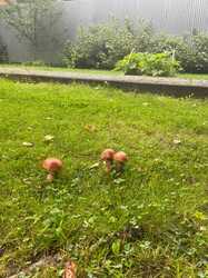 IMG-20230729-WA0004.jpg