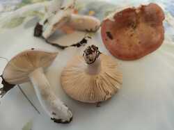IMG20230714182134.jpg