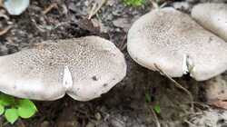 IMG_20230710_140527.thumb.jpg.146d5c4757f3d4c232cbfce89927afb4.jpg
