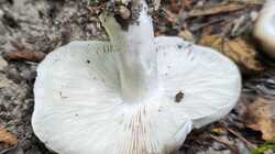 IMG_20230710_140556.thumb.jpg.b1a42eb95972e21361849be84751f1f1.jpg