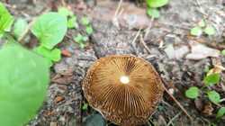 IMG_20230710_175730.thumb.jpg.688901b645b98914d6db0f8c9062b005.jpg