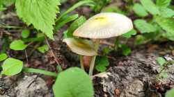 IMG_20230710_175745.thumb.jpg.ed8c8b73389aa73c3074e95cf631b0cb.jpg