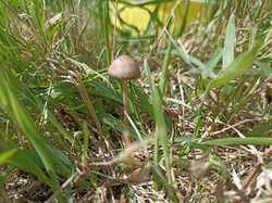 IMG_20230717_114910.thumb.jpg.cb2f576d85fbbe4bf531049b1eb3fa70.jpg