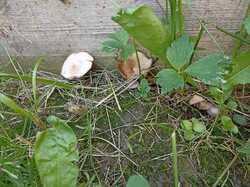 IMG_20230717_115037.thumb.jpg.fe6335abd86b7ac5b098d5528699d7d7.jpg