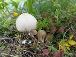 IMG_20230719_192708.thumb.jpg.4d972dbbd435865312dbdfe940c54b1e.jpg
