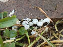 IMG_20230720_204033.thumb.jpg.0f771fdb26ec306ced44839fa0b0c665.jpg