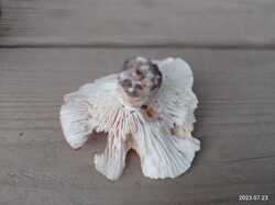 IMG_20230723_083000.thumb.jpg.d4abccaf7f8e88005c7176e81594da49.jpg