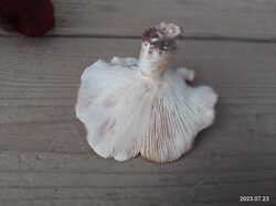 IMG_20230723_083019.thumb.jpg.80f9a899d1b4b1f1e8d9f0d53bd288d8.jpg