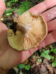 IMG_20230725_125426.thumb.jpg.def90622270a41cf563b6b196855d645.jpg