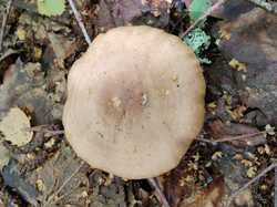 IMG_20230725_130959.thumb.jpg.a338e3e657351f51113311b051c4387b.jpg