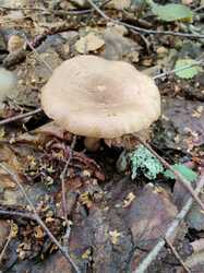 IMG_20230725_131008.thumb.jpg.472867c125f44a18abdcbcb5b4eaf782.jpg